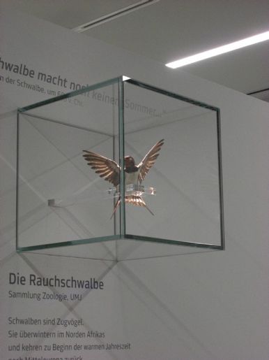 Vitrinen von Glas Sajko GmbH in Feldkirchen bei Graz